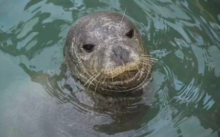 Dünyada Sadece 900 Adet Kaldı: Türkiye’de Ortaya Çıktı!
