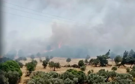 İzmir’de Orman Yangını Paniği: Havadan ve Karadan Müdahale Sürüyor