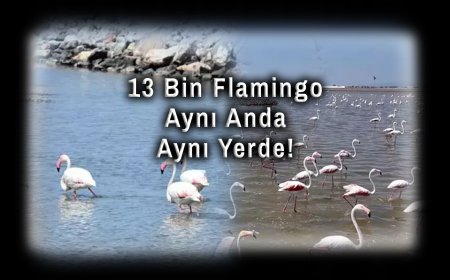 İzmir’de Nefes Kesen Doğa Olayı: 13 Bin Flamingo Aynı Anda Aynı Yerde!