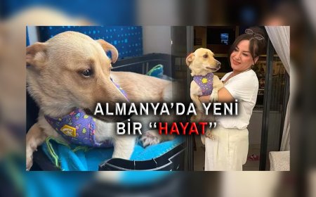 Aydın’da Şiddet Gören “Hayat”, Almanya’da Yeni Bir Yuvaya Kavuştu!