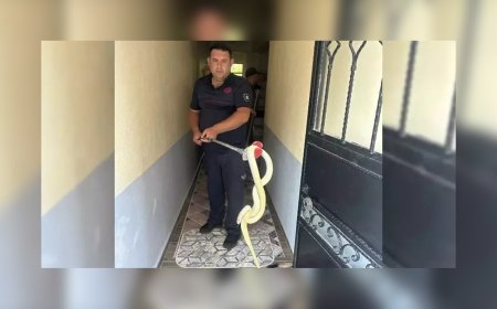 Balıkesir’de Ev Sahibinin Kabusu: Dev Yılanla Karşılaşma Anı Şoke Etti!