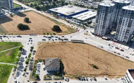 Nilüfer'de Betonun Ortasında Son Buğday Tarlası: 5 Dönümlük Direniş