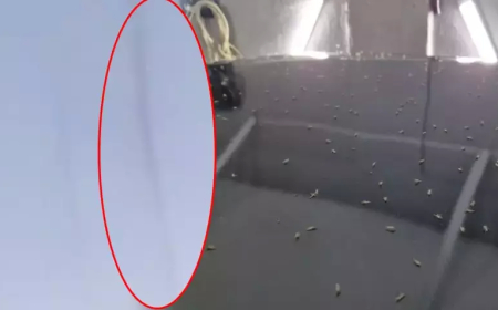 Tekirdağ Süleymanpaşa’da Sinek İstilası Hayatı Felç Etti: Esnaf Çaresiz