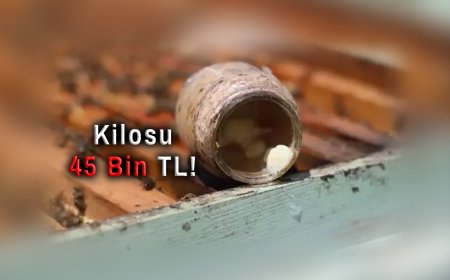 Kilosu 45 Bin TL! Dünyanın En Pahalı Yiyeceklerinden Arı Sütü Hasadı Başladı