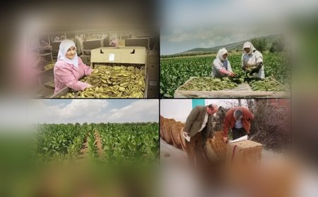 Türkiye'nin Tütün İhracatı 7 Yıl Sonra 1 Milyar Doları Aştı