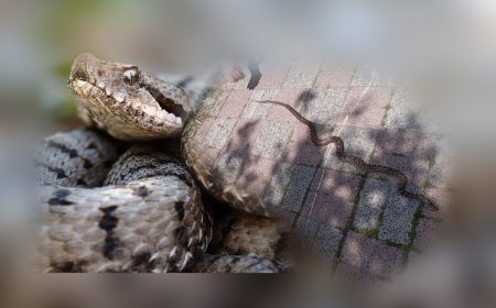 İstanbul’da Yılan Görülme Sıklığı Artıyor: Uzmanlar “Zaruret Olmadıkça Öldürülmemeli” Uyarısı Yaptı