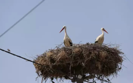 Bursa’da Yaren Leyleğin 4 Yavrusuna Uydu Takibi Başladı