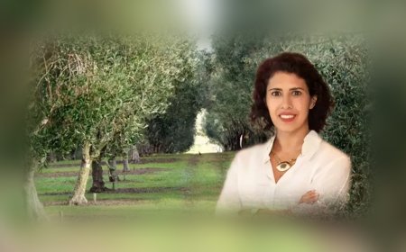 YEKÜD'den Maden Yasası Açıklaması: “Zeytin Ağaçları Kesilmeyecek, Taşınacak”