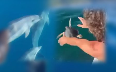 Doğayla Dayanışma: İnsan ve Hayvan Arasındaki Görünmeyen Bağ