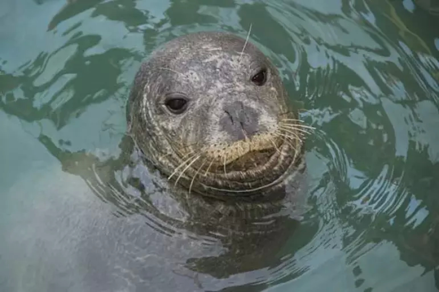 Dünyada Sadece 900 Adet Kaldı: Türkiye’de Ortaya Çıktı!