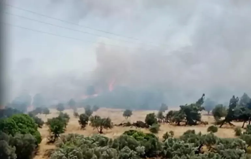 İzmir’de Orman Yangını Paniği: Havadan ve Karadan Müdahale Sürüyor