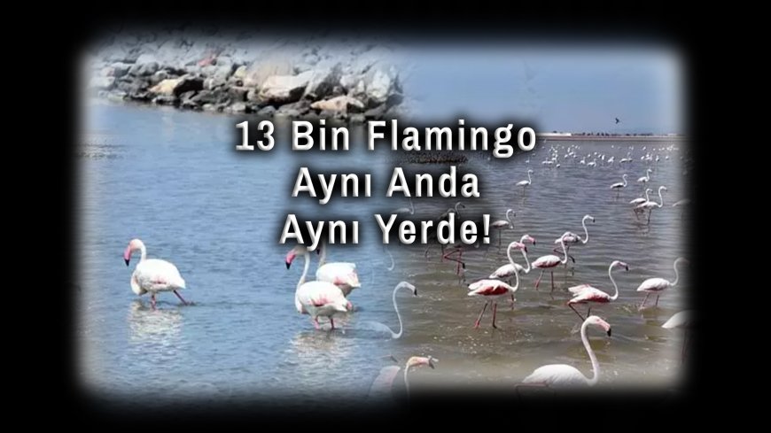 İzmir’de Nefes Kesen Doğa Olayı: 13 Bin Flamingo Aynı Anda Aynı Yerde!