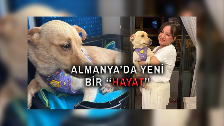 Aydın’da Şiddet Gören “Hayat”, Almanya’da Yeni Bir Yuvaya Kavuştu!