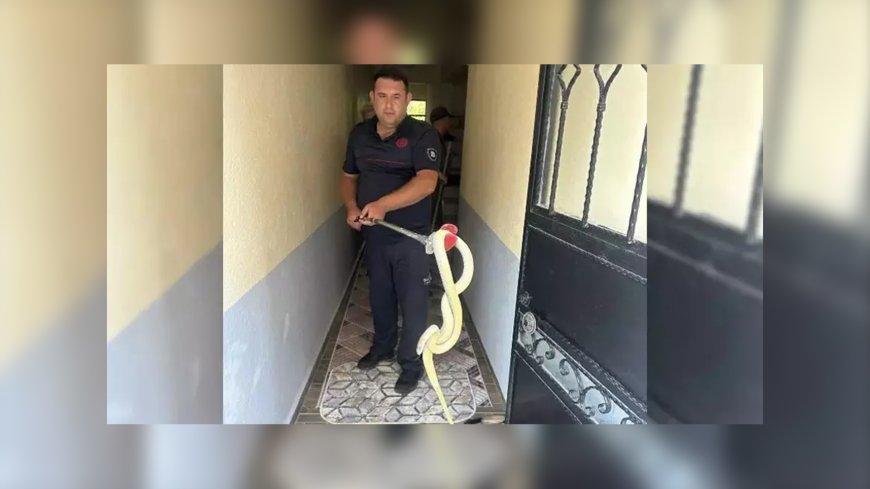 Balıkesir’de Ev Sahibinin Kabusu: Dev Yılanla Karşılaşma Anı Şoke Etti!
