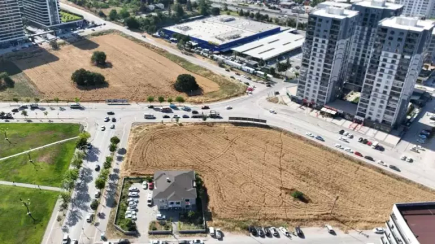 Nilüfer'de Betonun Ortasında Son Buğday Tarlası: 5 Dönümlük Direniş