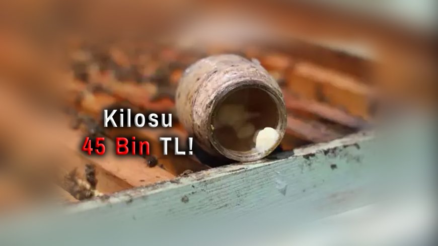 Kilosu 45 Bin TL! Dünyanın En Pahalı Yiyeceklerinden Arı Sütü Hasadı Başladı
