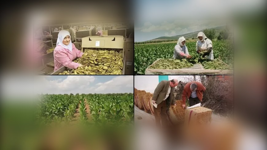 Türkiye'nin Tütün İhracatı 7 Yıl Sonra 1 Milyar Doları Aştı
