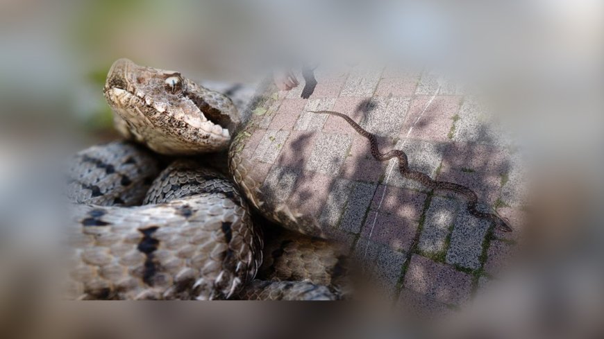 İstanbul’da Yılan Görülme Sıklığı Artıyor: Uzmanlar “Zaruret Olmadıkça Öldürülmemeli” Uyarısı Yaptı