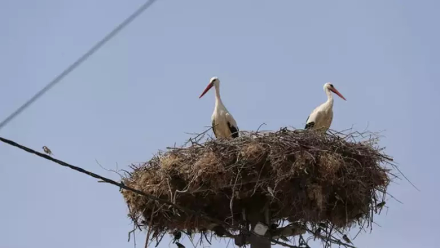 Bursa’da Yaren Leyleğin 4 Yavrusuna Uydu Takibi Başladı