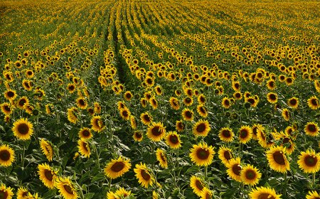 Yağlık Ayçiçeği ve Ham Yağ İthalatında Yeni Dönem: Tarife Kontenjanı Usulleri Belirlendi