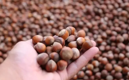 2025 Fındık Rekoltesi Trabzon’daki Komisyon Tarafından Belirlendi