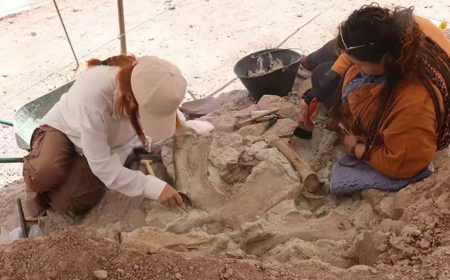 Çankırı'da 9 Milyon Yıllık Sır: Aynı Alanda Fil, Gergedan ve Zürafa Fosilleri Bulundu