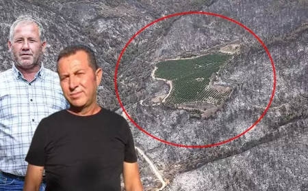 Bursa’daki Orman Yangınında Nektarin Bahçesi Kül Olduğu Bölgeden Yeşil Kaldı