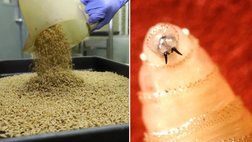 ABD’den Et Yiyen Kurtçuklara Karşı Havadan Saldırı: Milyarlarca Kısır Sinek Doğaya Salınacak