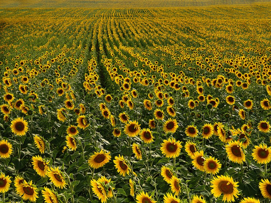 Yağlık Ayçiçeği ve Ham Yağ İthalatında Yeni Dönem: Tarife Kontenjanı Usulleri Belirlendi