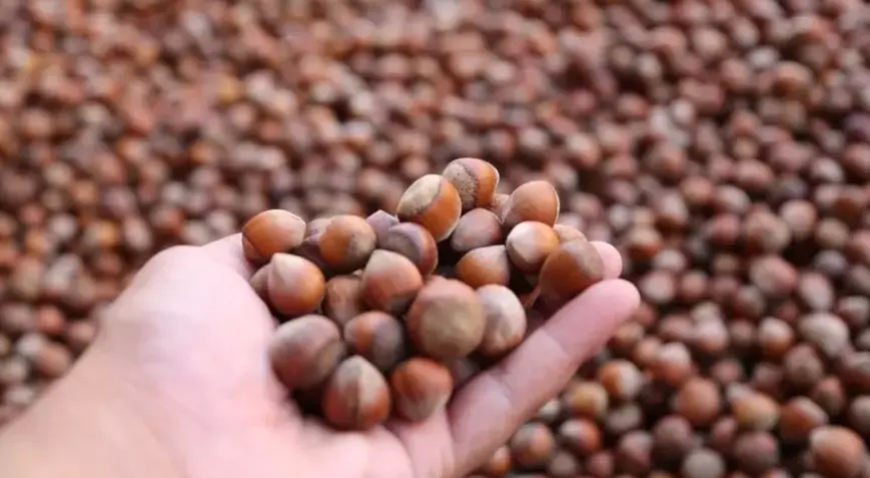 2025 Fındık Rekoltesi Trabzon’daki Komisyon Tarafından Belirlendi