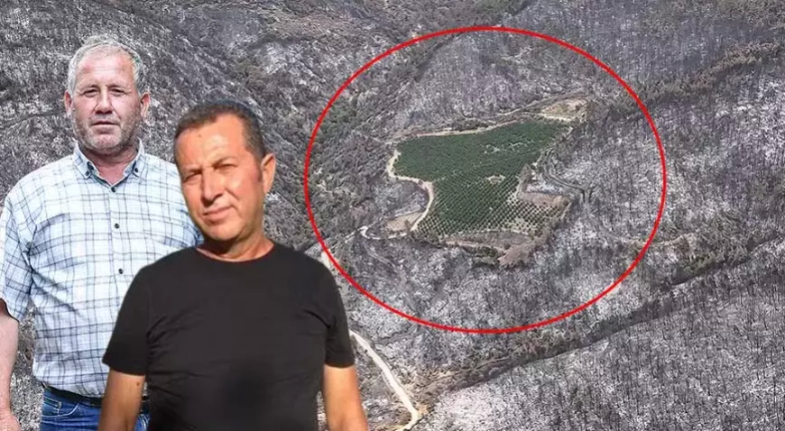 Bursa’daki Orman Yangınında Nektarin Bahçesi Kül Olduğu Bölgeden Yeşil Kaldı