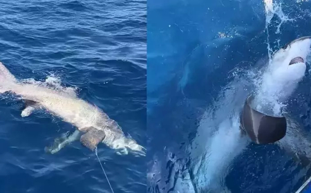 Kılıç Balığı Avlarken Dev Sapan Köpek Balığı Yakalandı