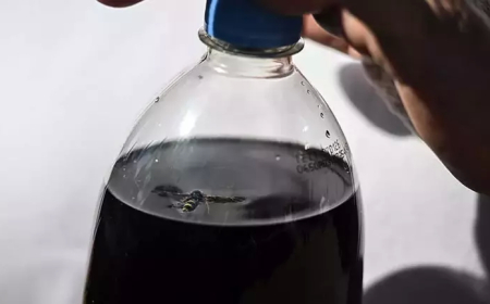 Ankara’da Kola Şişesinden Arı Çıktı: Aile Yasal Süreç Başlattı