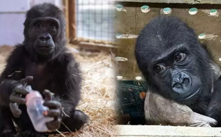 İstanbul Havalimanı’nda Yakalanan Yavru Goril “Zeytin” Koruma Altına Alındı