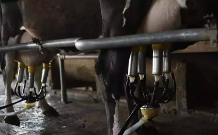 Türkiye’de Süt Üretiminde Artış: Haziranda 934 Bin Ton İnek Sütü Toplandı