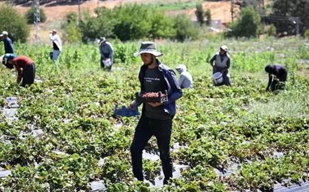 Türkoğlu’nda Kurulan Soğuk Hava Deposu Çilek Üreticisinin Yüzünü Güldürdü