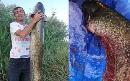 Polatlı’da “Timsah” Alarmı: 68 Kiloluk Dev Yayın Balığı Yakalandı