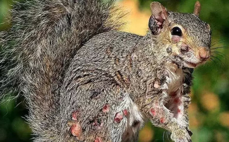 ABD ve Kanada’da “Zombi Sincaplar” Korkutuyor: Sosyal Medya Panik Yarattı