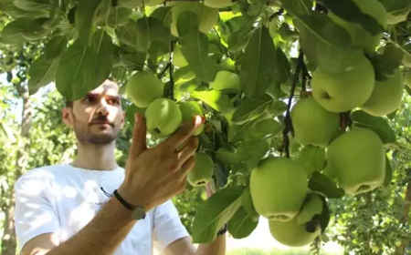 Amasya’da Genç Çiftçinin Tedbirleri Felaketi Önledi: Elma Hasadı Başladı