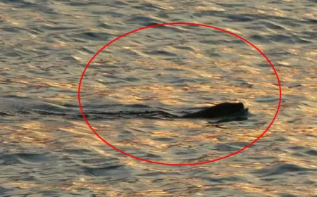 Karadeniz’de Su Samurları Görüldü: Vatandaşlar Tedirgin, Uzmanlardan Açıklama