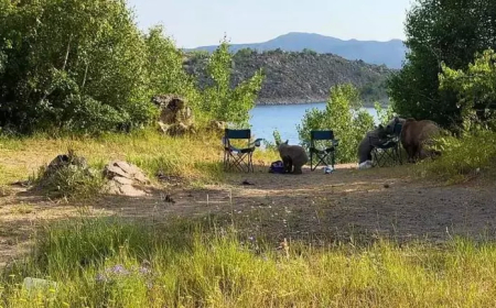 Bitlis’te Nemrut Krater Gölü’nde Ayı Saldırısı: Bebeğiyle Gezen Vatandaş Korku Dolu Anlar Yaşadı