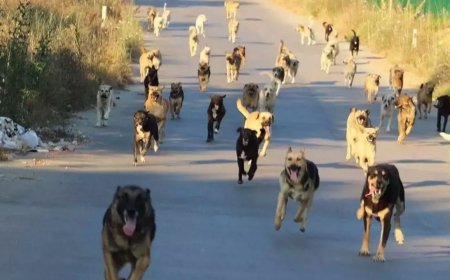 İzmir Menderes’te Yürüyüş Yapan Kadın Sahipsiz Köpeklerin Saldırısı Sonrası Otomobilin Çarpmasıyla Hayatını Kaybetti