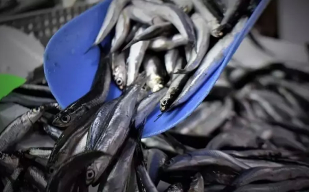 Erdek’te Balıkçılar 1 Eylül Sezonu İçin Hazırlıklarını Tamamlıyor