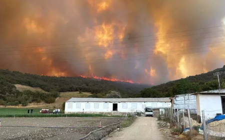 Bursa ve Hatay’da Orman Yangınları: Çiftlikler ve Mahalleler Tehlikede