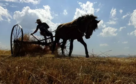 Kars’ta Çiftçiler Son Buğday Hasadını Yapıyor