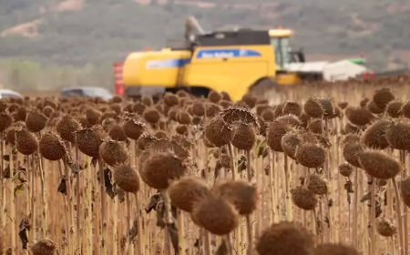 Tekirdağ’da Anıza Ekimle Ayçiçeğinde Verim Artışı Çiftçiyi Sevindirdi