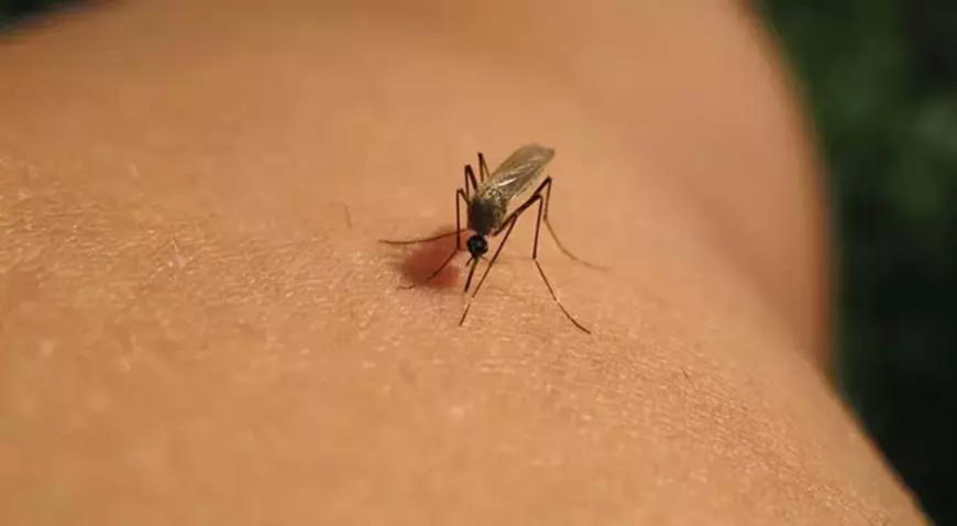 Çin’de Chikungunya Alarmı: Guangdong’da Vaka Sayısı 7 Bini Aştı