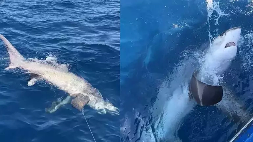 Kılıç Balığı Avlarken Dev Sapan Köpek Balığı Yakalandı