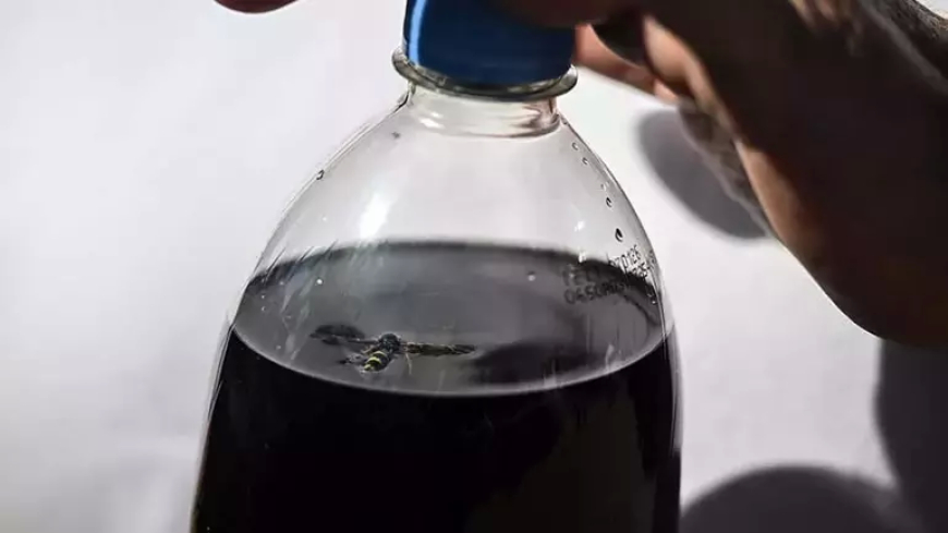 Ankara’da Kola Şişesinden Arı Çıktı: Aile Yasal Süreç Başlattı