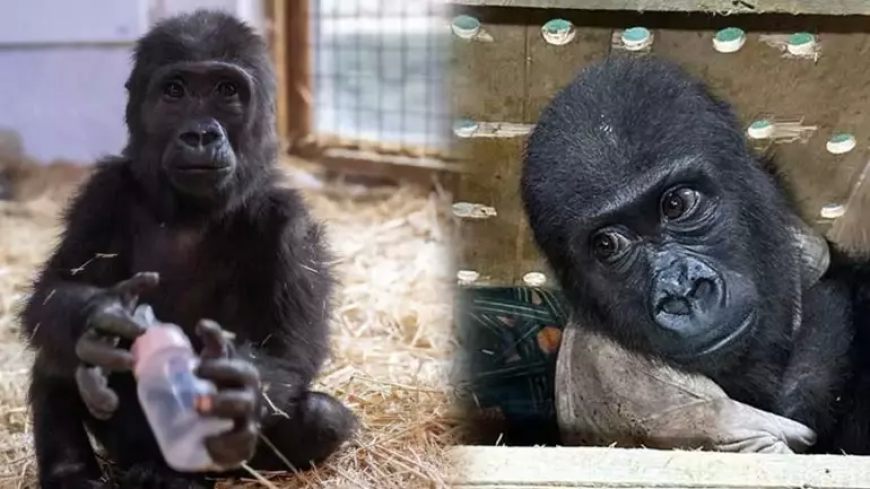 İstanbul Havalimanı’nda Yakalanan Yavru Goril “Zeytin” Koruma Altına Alındı